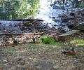 Zufluss zum Teich,