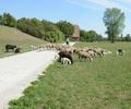 Schafherde, 