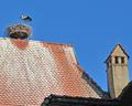 Storch im Nest