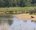 Hundstage sind an der Pegnitz ber das ganze Jahr,
