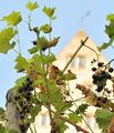 Weinrebe.