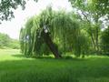 Natur pur