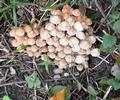 Pilze