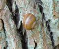 Schnecke